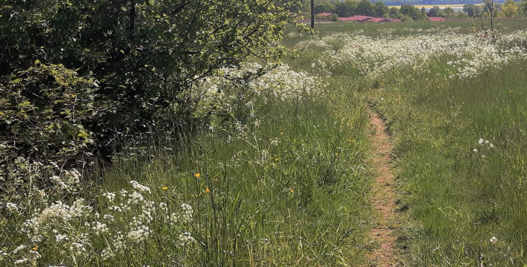 pilgrimsvandring